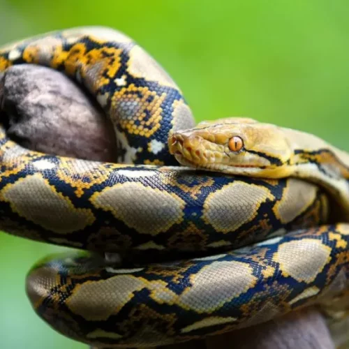 Read more about the article Python, Crocodile, Other Wild Animals Found In Ex-AGF’s Home Evacuated To Kano zoo