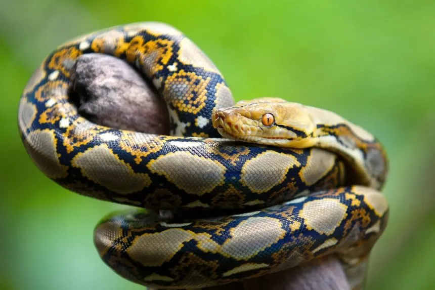 You are currently viewing Python, Crocodile, Other Wild Animals Found In Ex-AGF’s Home Evacuated To Kano zoo
