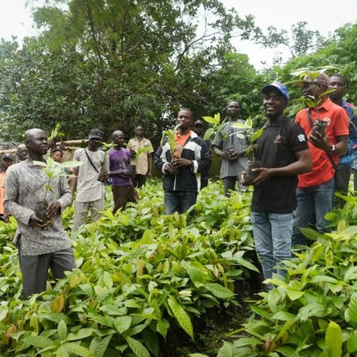 Read more about the article Firm Distributes 266,000 Cocoa Seedlings To Over 9,000 Farmers