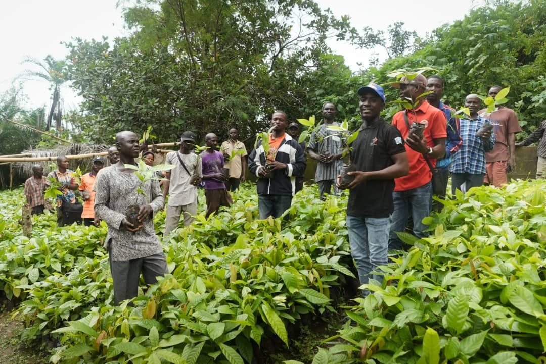 You are currently viewing Firm Distributes 266,000 Cocoa Seedlings To Over 9,000 Farmers