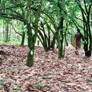 Afolabis cocoa farm1