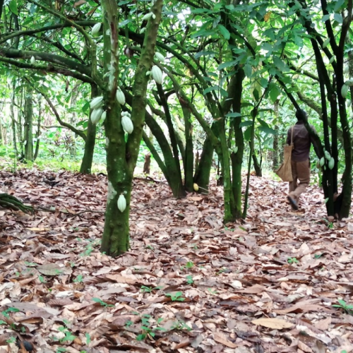 Read more about the article Behind the Chocolate Bar: Cocoa Boom Driving Nigeria’s Forest Loss