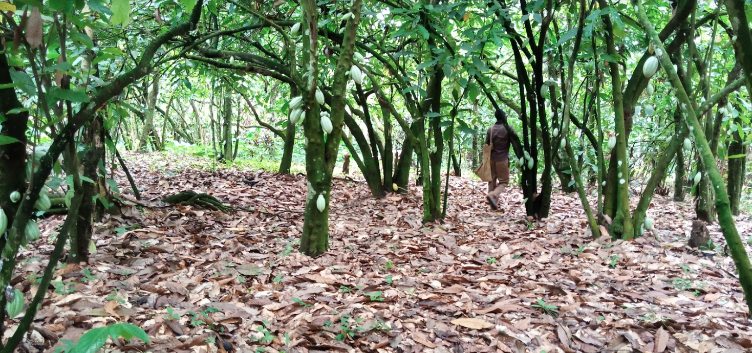 You are currently viewing Behind the Chocolate Bar: Cocoa Boom Driving Nigeria’s Forest Loss