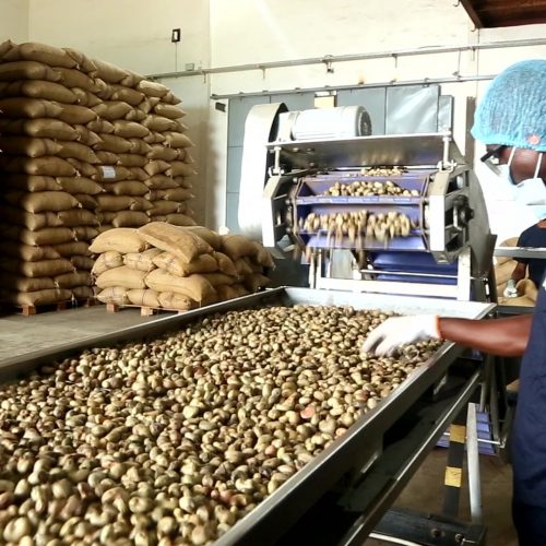 Julius Berger Exits Agro-processing, Leases Cashew Plant to Eko Organic Foods