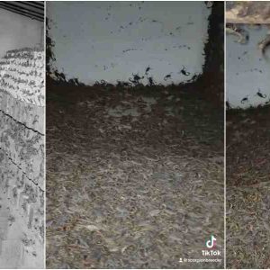 Man Breeds Deadly Scorpions, Reportedly Sells their Venom for ₦30 billion Per Gallon 3 FotoJet 2025 10 25T082637.372