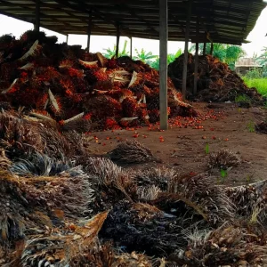 Loads of palm kernel at a factory in Okitipupa Photo credit Popoola Ademola scaled 1