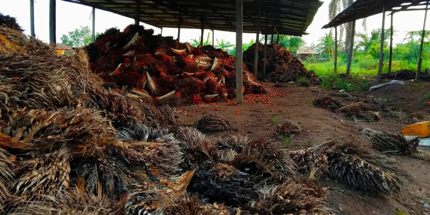 Loads of palm kernel at a factory in Okitipupa Photo credit Popoola Ademola scaled 1
