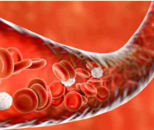 Read more about the article 5 Foods that Can Cleanse Arteries and Enhance Blood Circulation