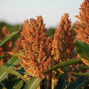 Sorghum grain