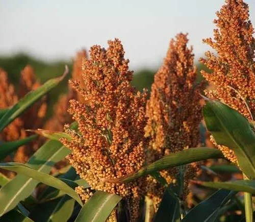 Read more about the article China’s Hunt for Sorghum Boosts Nigeria Prospects