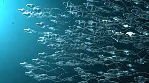 Sperm mutation