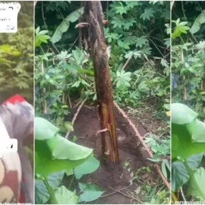 Lady Surprised as Mother-in-law Uses Her Baby’s Umbilical Cord to Plant Plantain 3 fc74a3e0 b1d1 400c b4d9 fbc07b57662e.jpeg