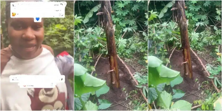 Lady Surprised as Mother-in-law Uses Her Baby’s Umbilical Cord to Plant Plantain 1 fc74a3e0 b1d1 400c b4d9 fbc07b57662e.jpeg